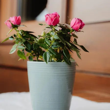 Spreitzhof & Royer Schladming