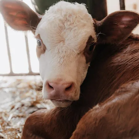 Spreitzhof & Royer 3*