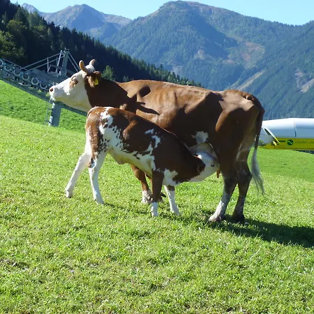 Pension Spreitzhof & Appartement Royer Schladming