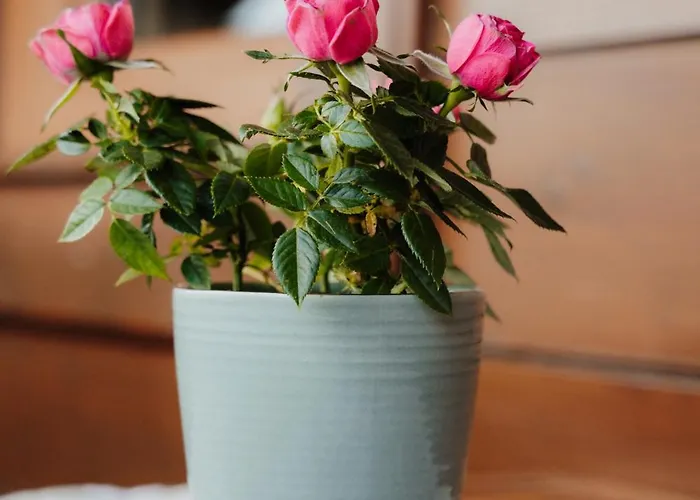 Pension Spreitzhof & Appartement Royer Schladming