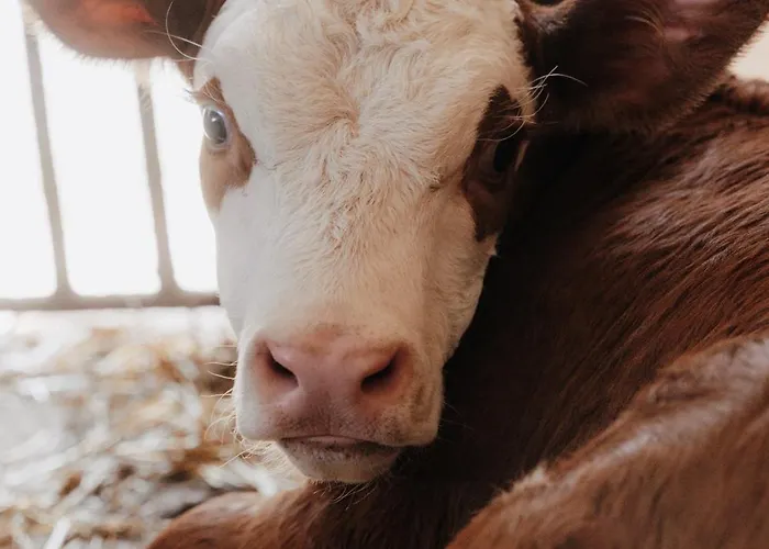 Spreitzhof & Royer 3*